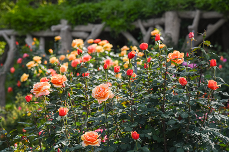 Roses1