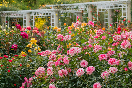 Roses12