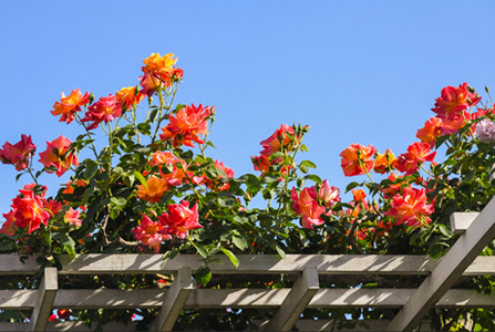 Roses2
