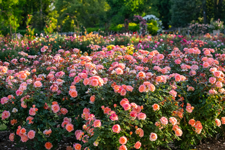Roses6