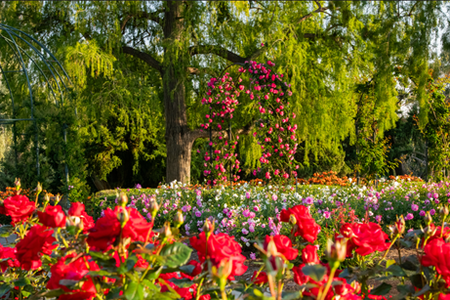 Roses8