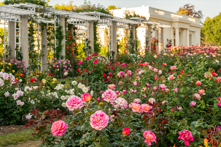 Roses9